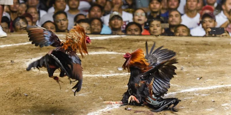 Cơ hội theo dõi những pha đòn chiến mãn nhãn, tuyệt vời